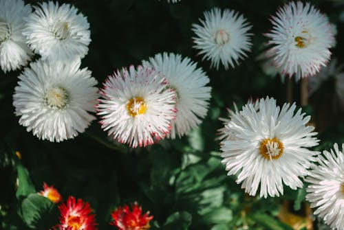 Kostenloses Stock Foto zu blumenphotographie, blüte, blütenblätter