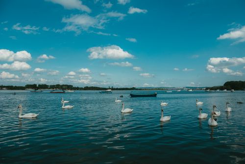 Free Peaceful scene of swans swimming in a lake under a clear blue sky with scattered clouds. Stock Photo