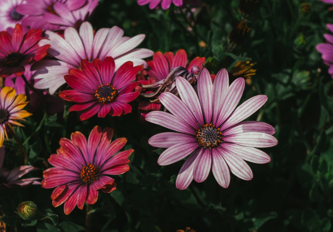 Gratis stockfoto met bloeien, bloeiend, bloem fotografie