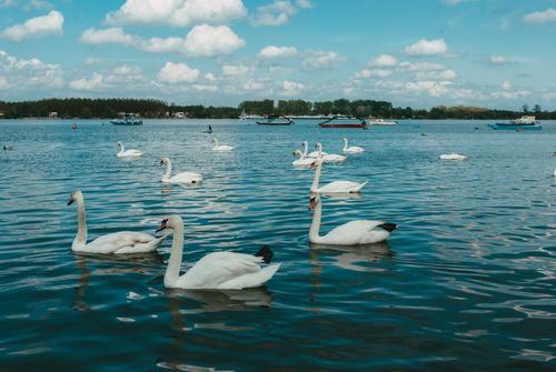 Free White swans gliding on a peaceful lake with a picturesque skyline backdrop. Stock Photo