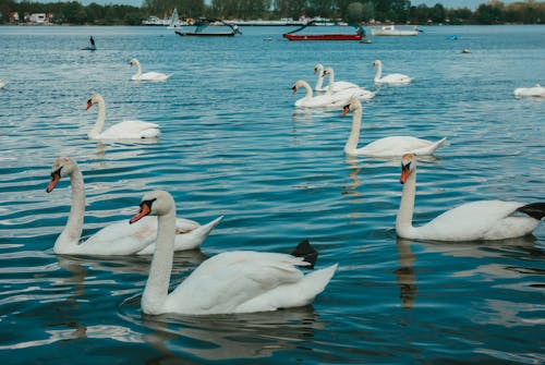 Beautiful White Swans on Body of Water