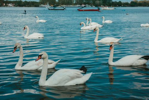 Free A group of elegant swans gliding gracefully across a tranquil lake setting. Stock Photo