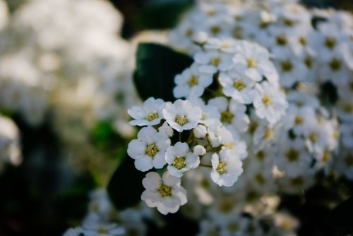 Free Close-up of delicate white flowers blooming in spring, showcasing nature's beauty. Stock Photo