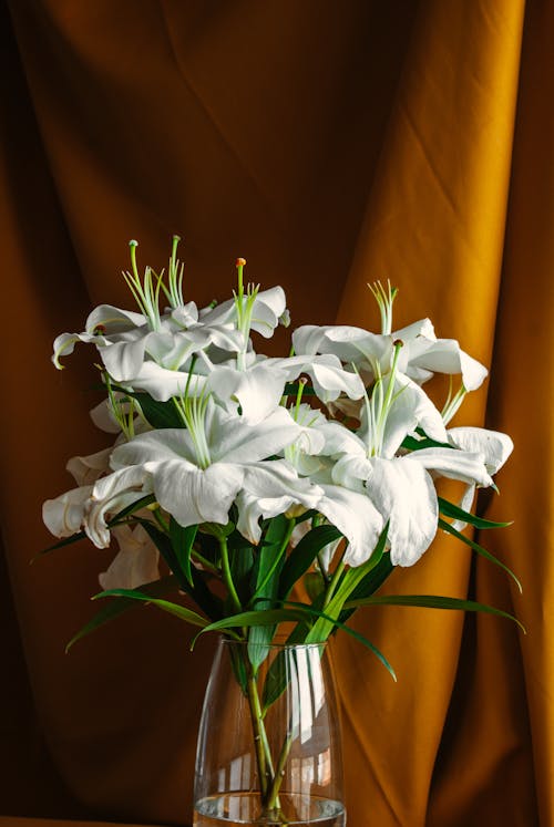Bezpłatne Darmowe zdjęcie z galerii z białe kwiaty, białe lilie, bukiet kwiatów Zdjęcie z galerii