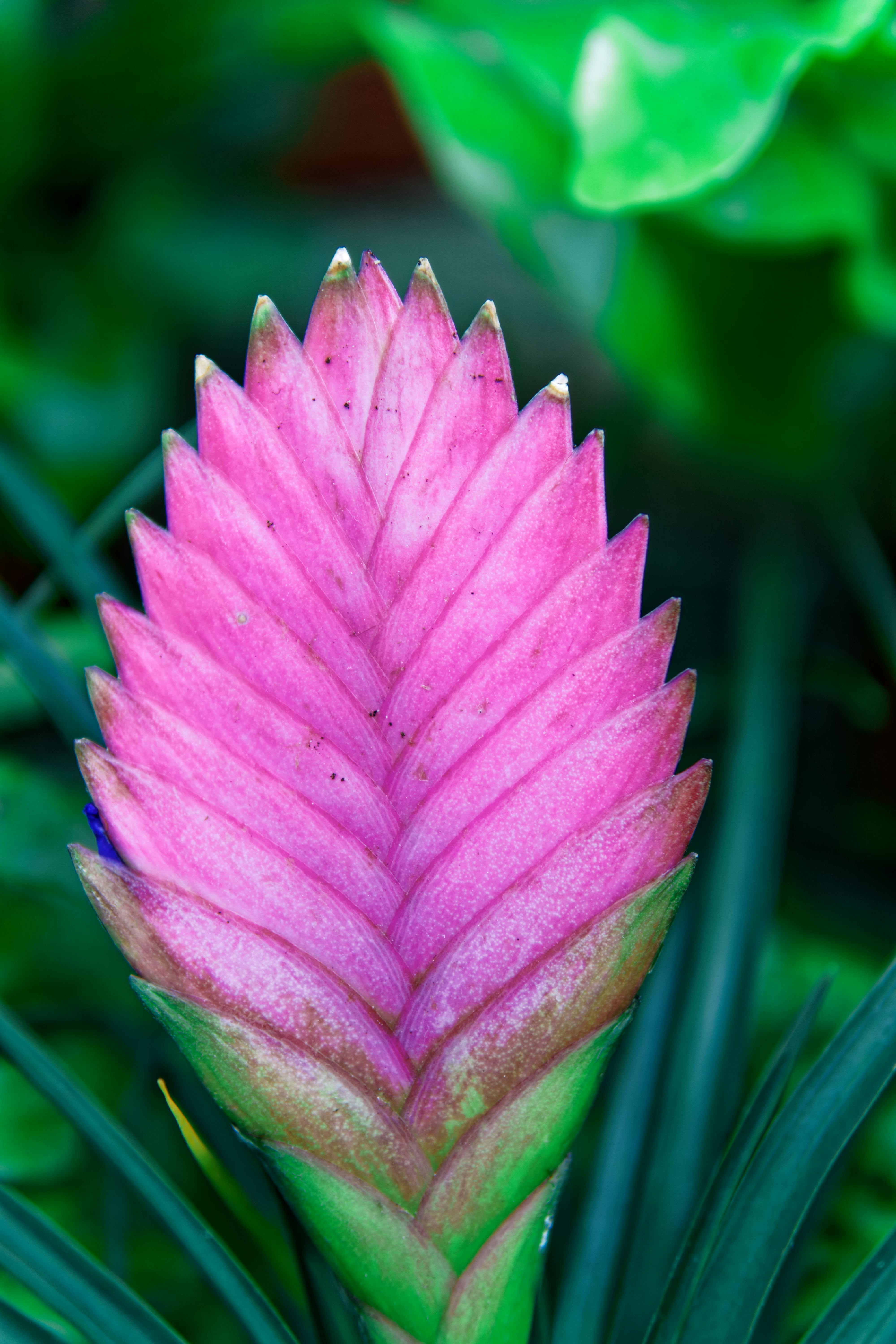 Closeup Photo of Pink Quill · Free Stock Photo