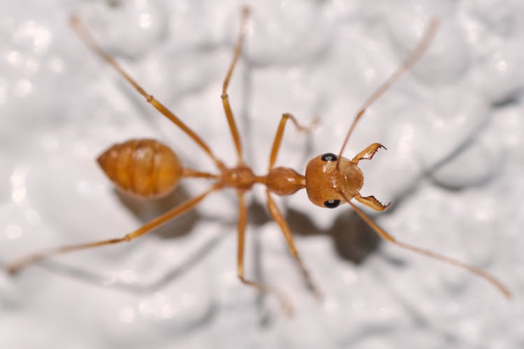 Brown Ant On White Surface