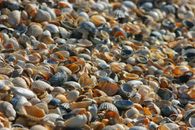 Brown and Black Seashells on White Sand