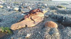 海边的浮木上，一只螃蟹的特写，周围是岩石和沙子