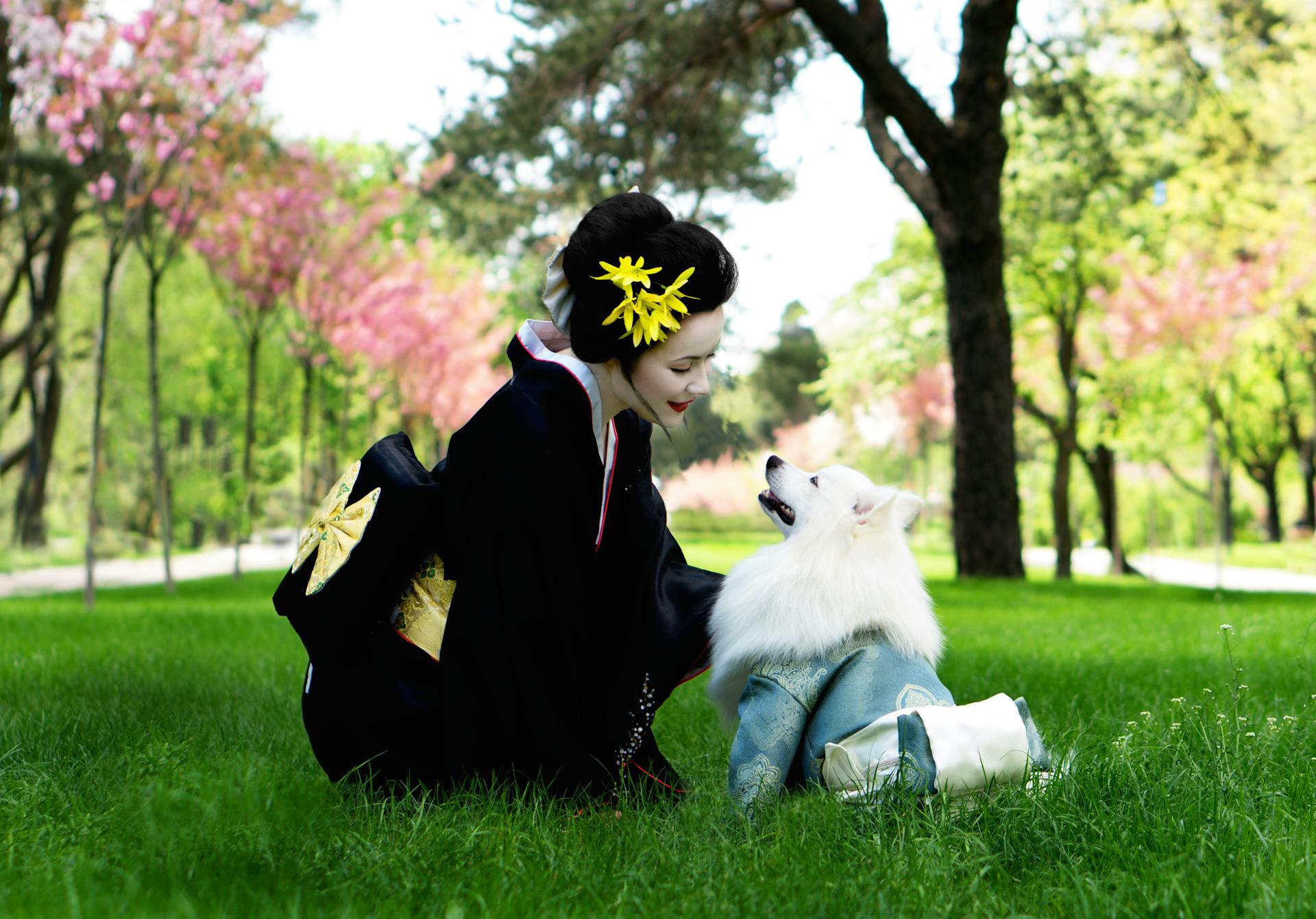 Woman In Black Kimono Looking At White Japanese Spitz