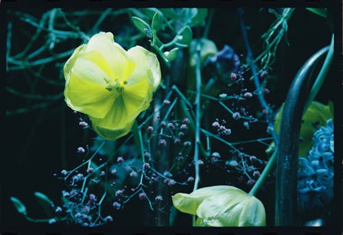 Immagine gratuita di crescita, delicato, fiore giallo