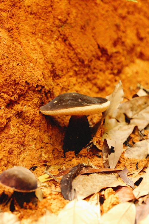 Brown Mushrooms on Dirt Ground