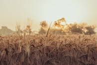 Brown Grass Field