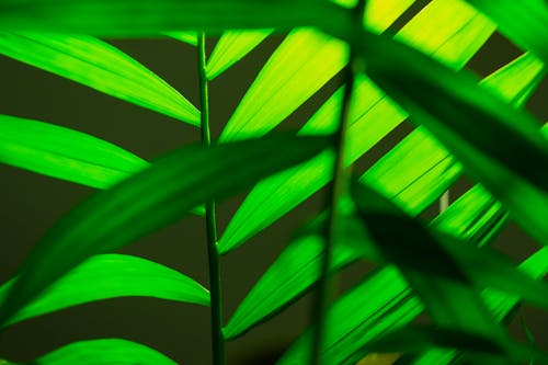 Free Green Leaves Stock Photo