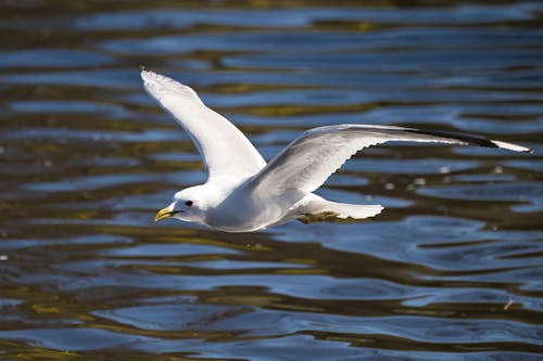 Bezpłatne Darmowe zdjęcie z galerii z biały ptak, dziób, jezioro Zdjęcie z galerii