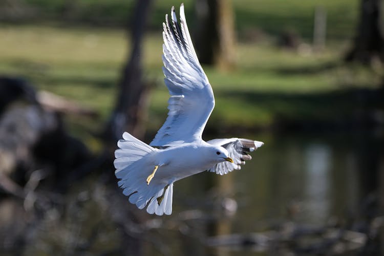 Flying Common Gull 