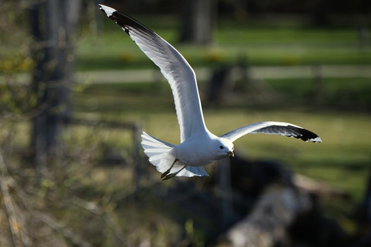 Flying Common Gull