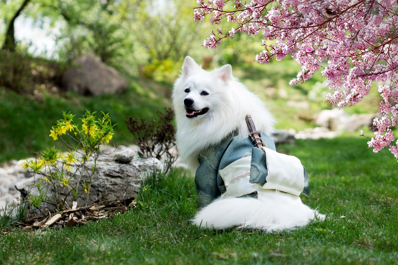 a beautiful samoyed dog wearing a kimono sits in a park with cherry bl