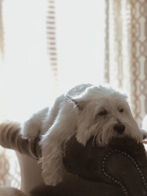 Adult White Maltese on Brown Sofa Backrest