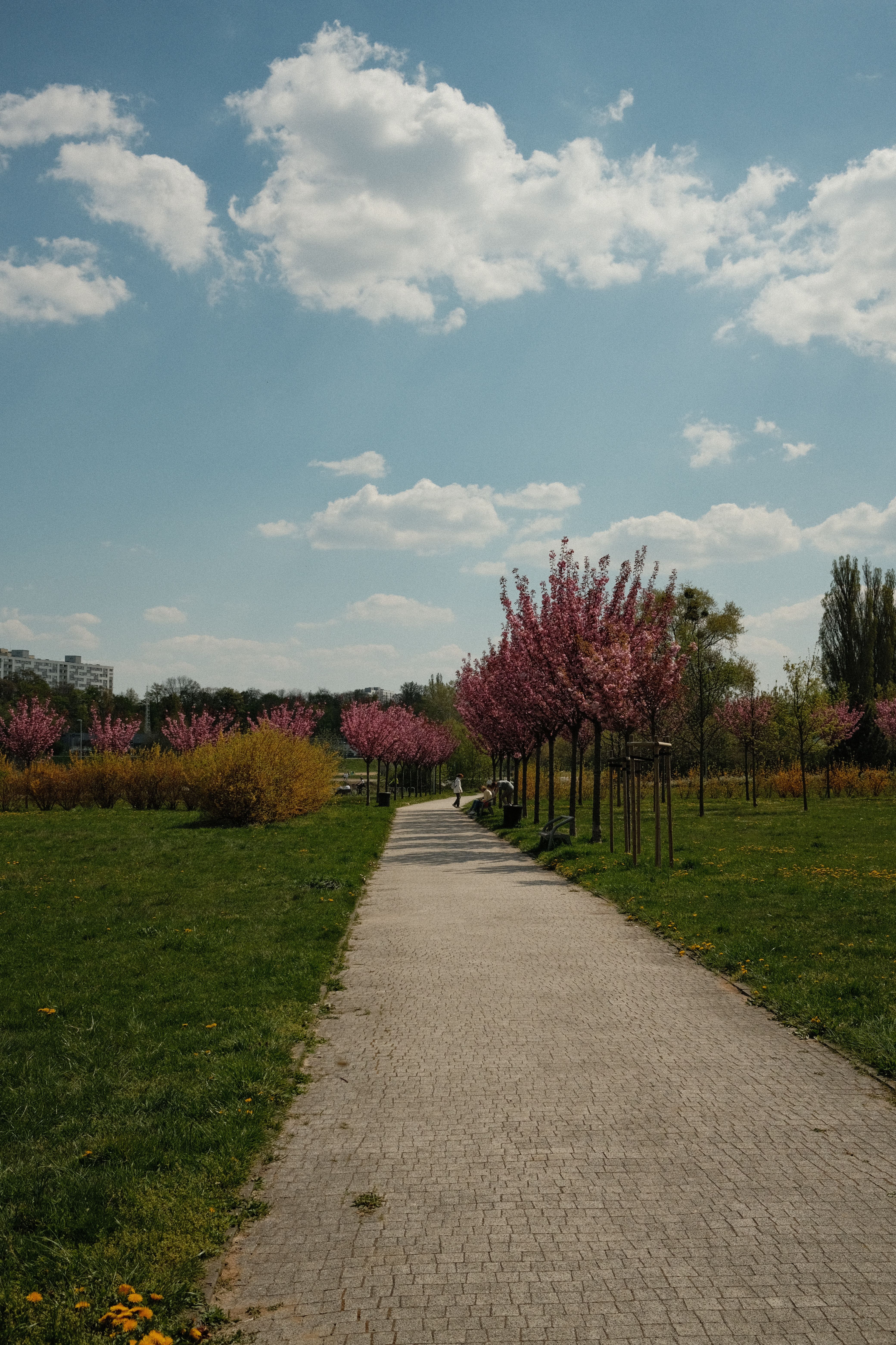 A Concrete Pathway Between Green Grass Field Under the Blue Sky and ...