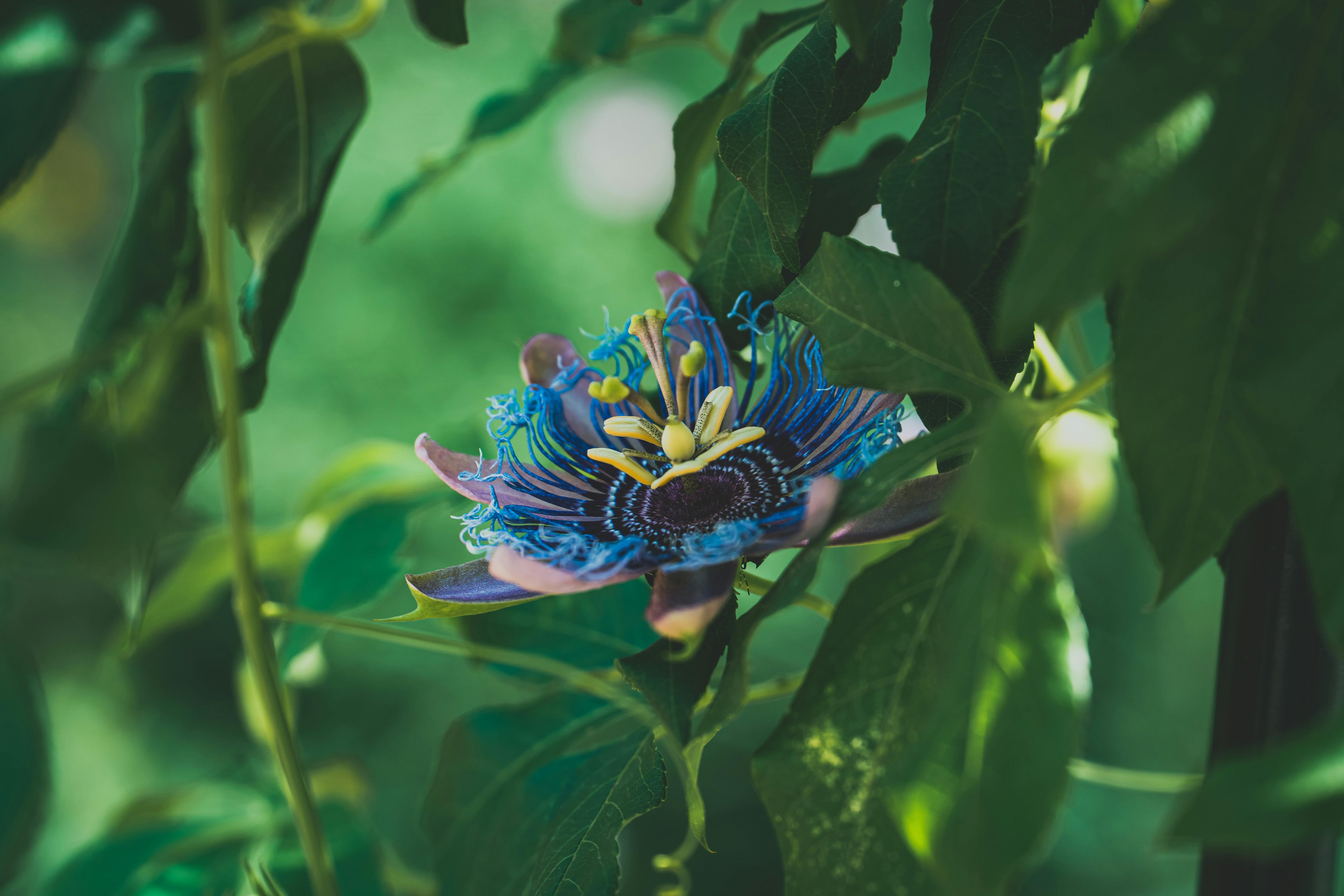 Amethyst Passion Flower in Close-up Shot · Free Stock Photo