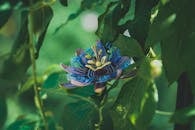 Blue Flower in Tilt Shift Lens