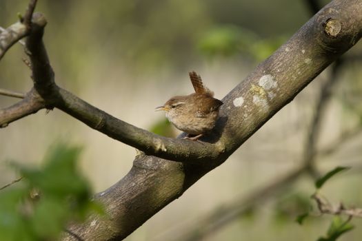 A Eurasian Wren Perched on a Tee Branch