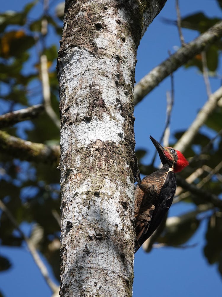 A Woodpecker On A Tree 