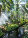 Palm Oil Tree Plantage