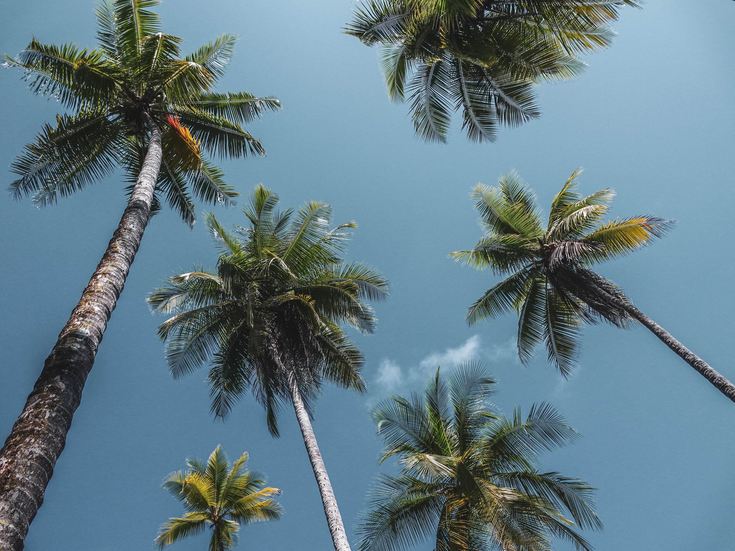 A Low Angle Shot of Palm Trees Under the Blue Sky · Free Stock Photo