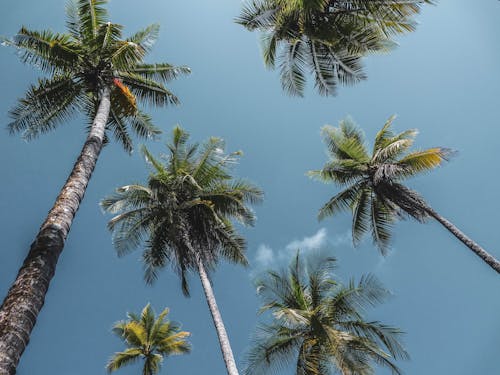 Free A Low Angle Shot of Palm Trees Under the Blue Sky Stock Photo