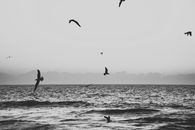 Silhouette of Birds Flying over the Sea