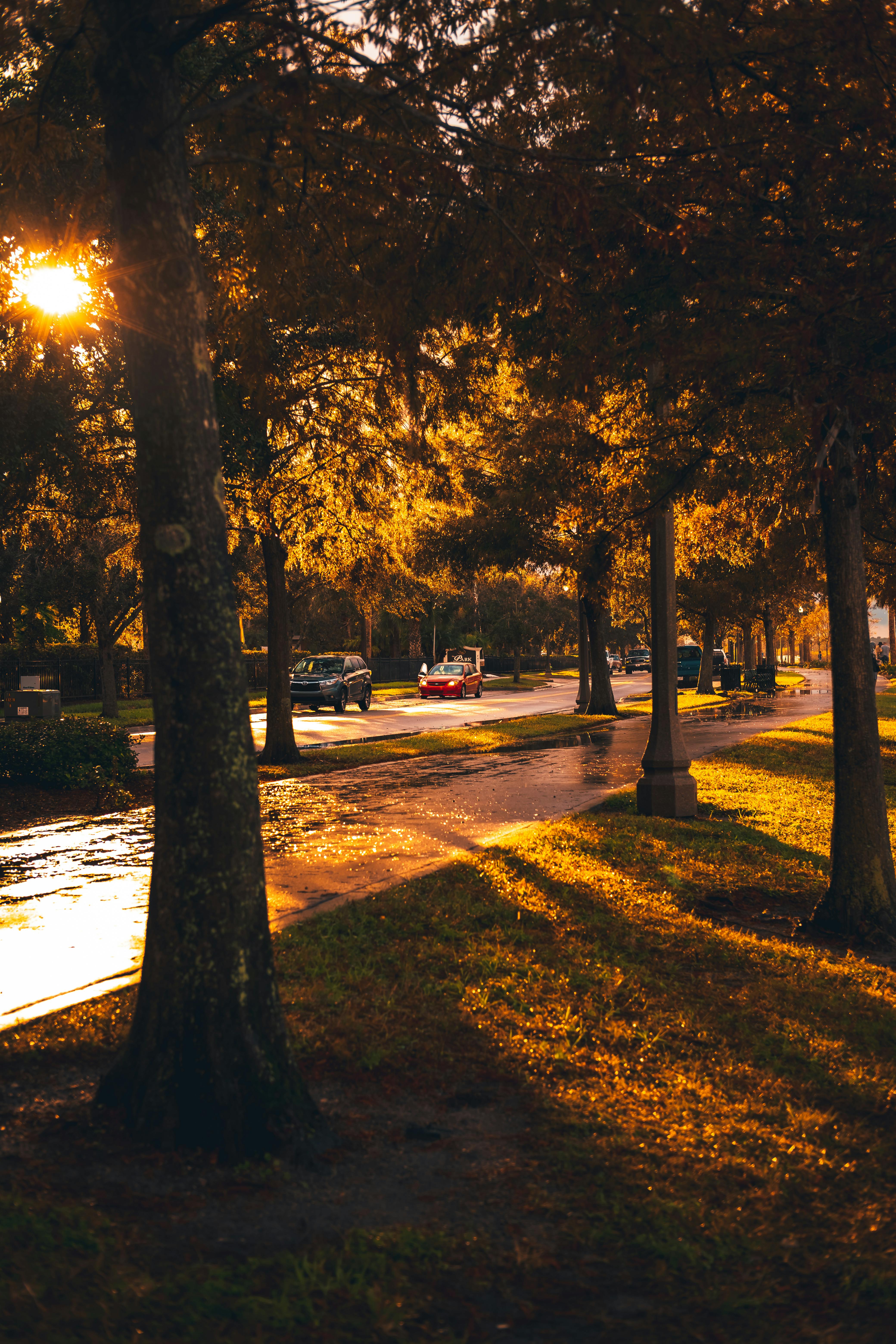 Sunlit city park road with fall foliage and warm colors at sunset.
