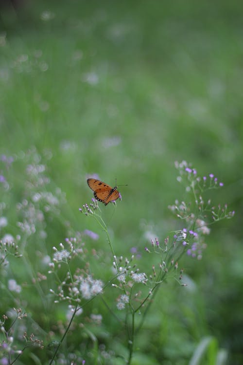 Free Butterfly Flying Above Wildflowers on a Field Stock Photo