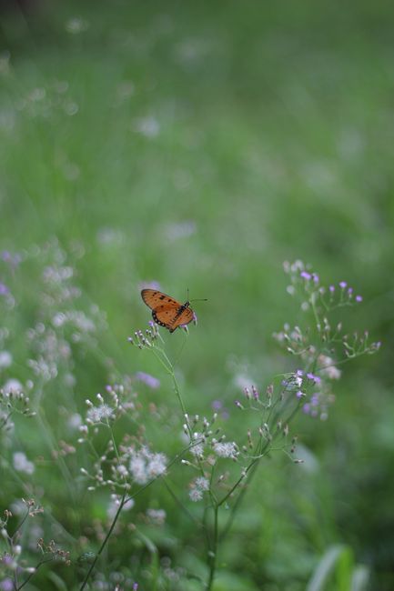 Orange butterfly perched on delicate wildflowers in a lush meadow. Perfect for nature themes.