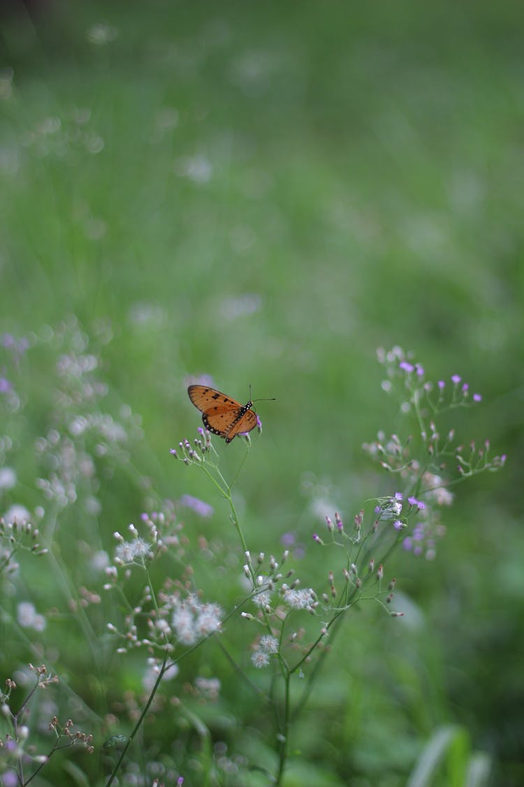 Butterfly Flying Above Wildflowers On A Field