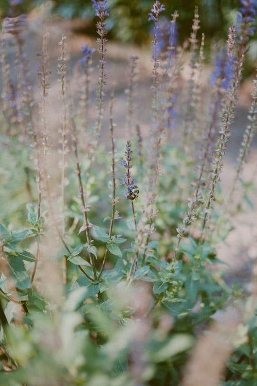 Fotografi Closeup Bunga Petaled Biru