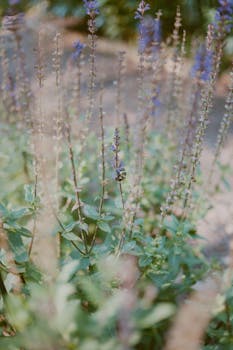 一只蜜蜂在户外盛开的熏衣草间采集花粉，展现了春日大自然的美丽