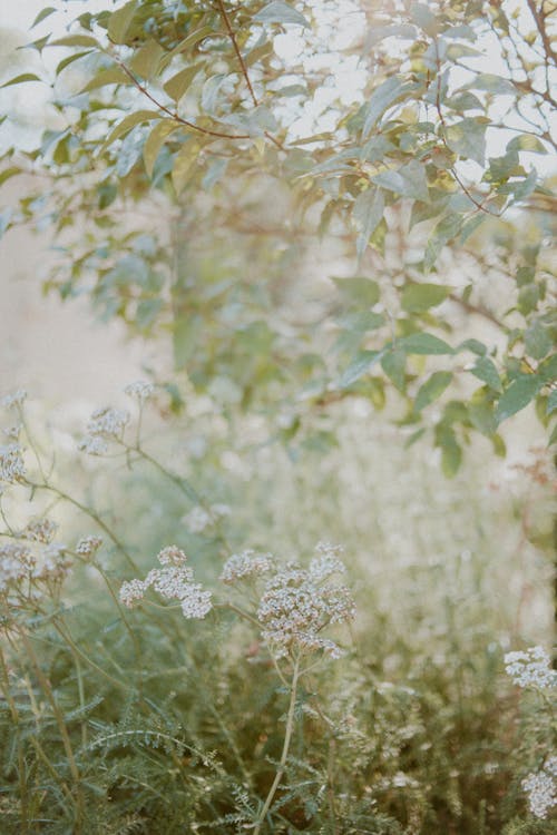 Witte Bloemen En Groene Planten In Macrofotografie