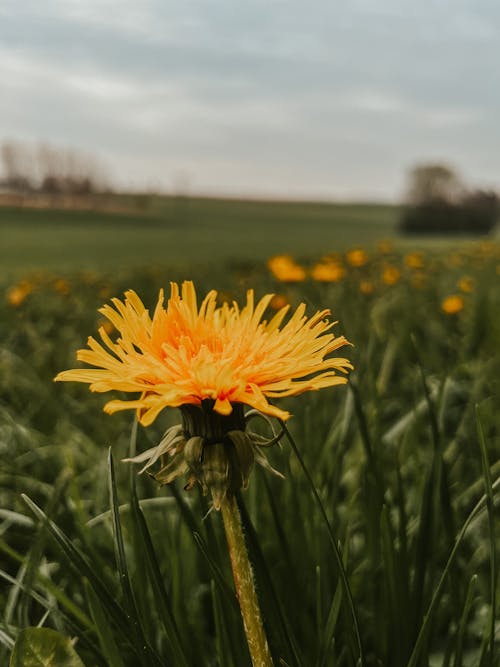 Darmowe zdjęcie z galerii z dmuchawiec, flora, kwiat