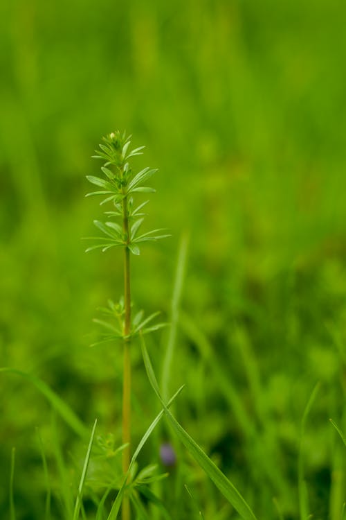 Free Green Plant in Close-Up Photography Stock Photo
