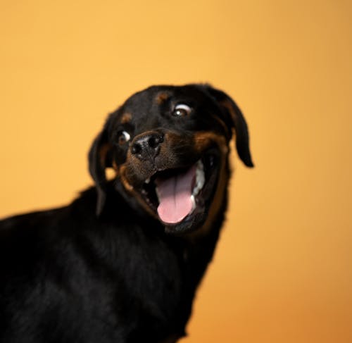 Free Baby dog portraits  Stock Photo