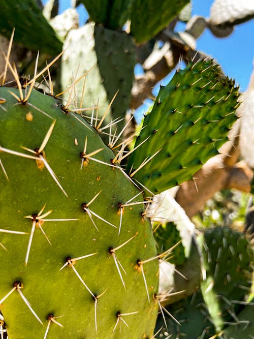 Textura de un cactus