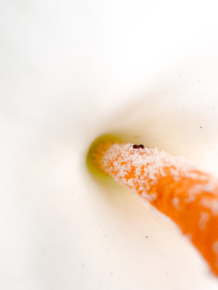 Macro Shot Of Ant Inside The White Flower 