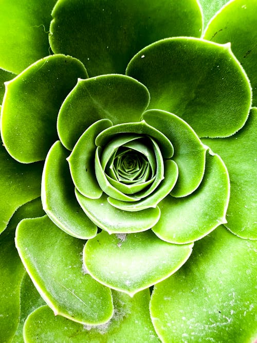 Close-Up Shot of Green Plant