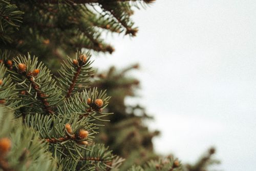 Free Detailed close-up of evergreen pine tree branches with a soft white background. Stock Photo