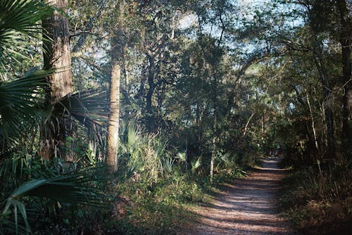 Free stock photo of 35mm film, beauty in nature, dirt path