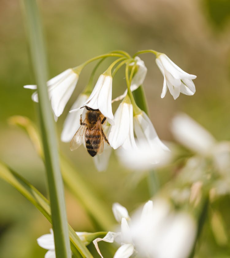 Close Up Of A Bee