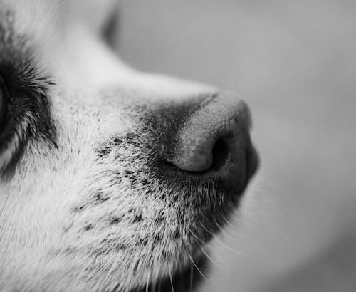 Close-up of a Dogs Nose 
