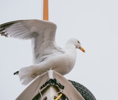 Free Close-up of a seagull perched with wings spread on a boat mast. Stock Photo