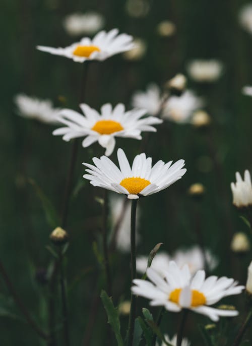 Chamomile Flowers in the Grass